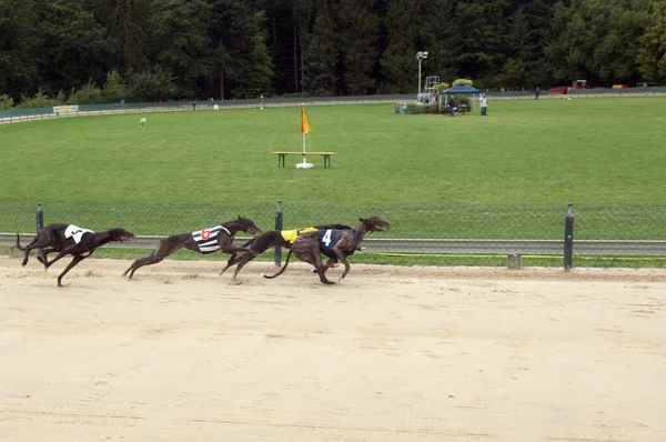 Group Dogs Running Race Track — Stock Photo, Image