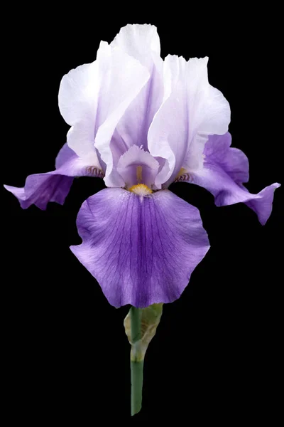 Beautiful Purple Iris Flower Isolated Black Background — Stock Photo, Image