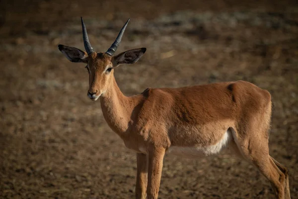 Närbild Manliga Gemensamma Impala Solsken — Stockfoto