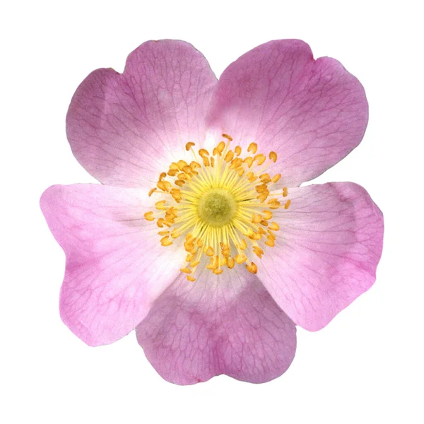 何百もの Heckenrose Rosa Canina — ストック写真