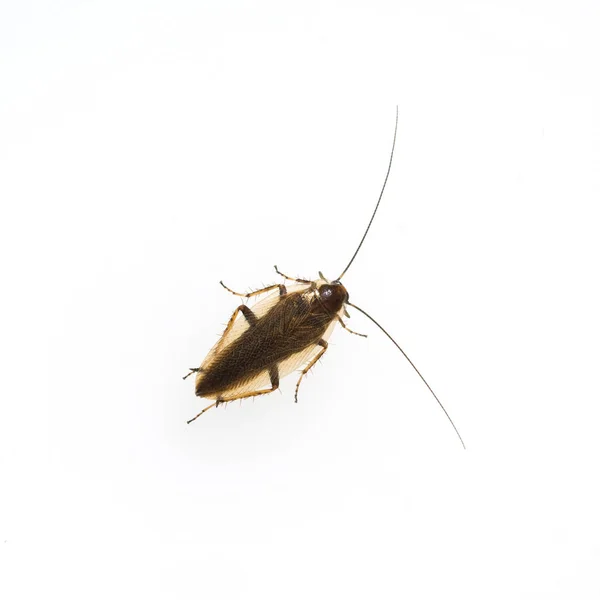 Kakkerlak Een Witte Achtergrond — Stockfoto