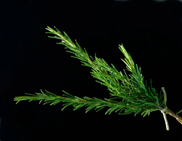 Frischer Grüner Dill Auf Schwarzem Hintergrund — Stockfoto