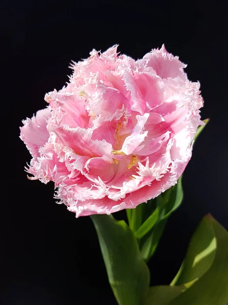 黒を背景に美しいピンクの牡丹の花 — ストック写真