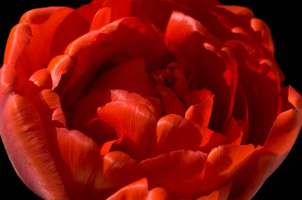 Hermoso Tulipán Rojo Sobre Fondo Oscuro — Foto de Stock