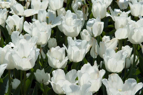 Hermosos Tulipanes Jardín — Foto de Stock