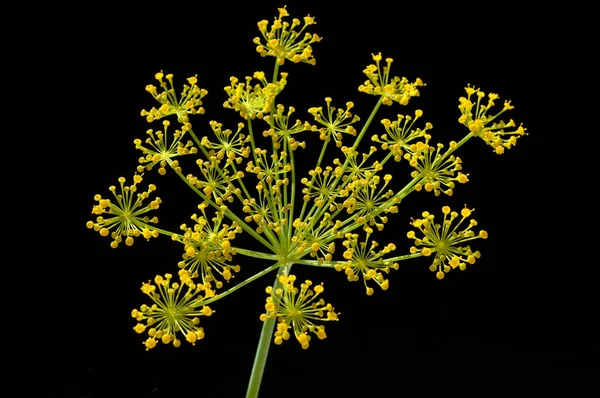 Укроп Anethum Veolens Dilldolde Fesche — стоковое фото