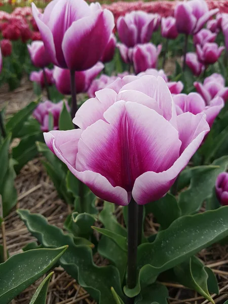 Růžový Tulipán Zahradě — Stock fotografie