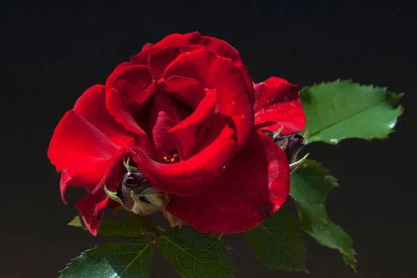 Roter Korsar Strauchrose Rot — Stock Photo, Image