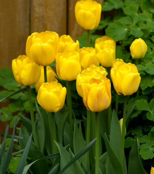 Krásné Tulipány Zahradě — Stock fotografie