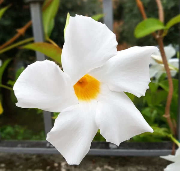 Flor Branca Orquídea Jardim — Fotografia de Stock