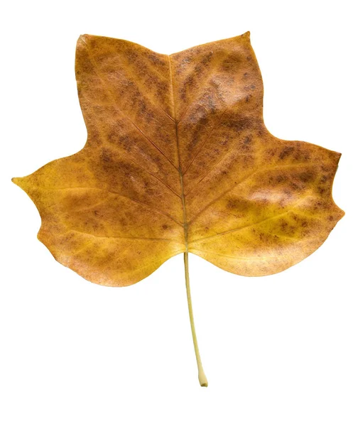 Hoja Otoño Aislada Sobre Fondo Blanco — Foto de Stock