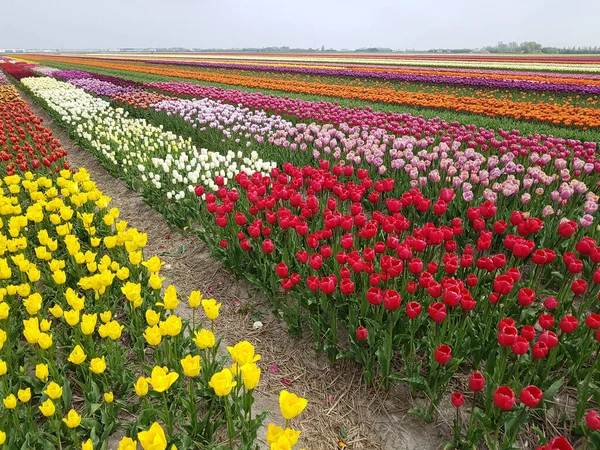 Barevné Tulipány Nizozemsku — Stock fotografie