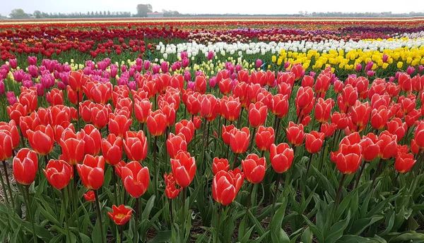 Krásné Tulipány Zahradě — Stock fotografie