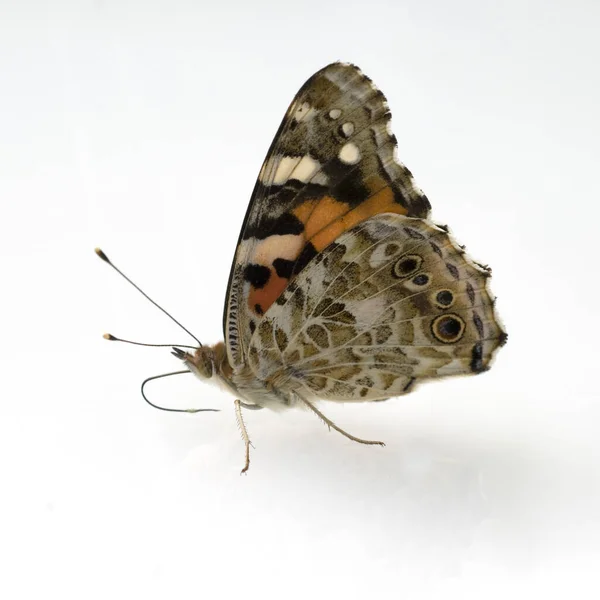 Mooie Vlinder Witte Achtergrond — Stockfoto