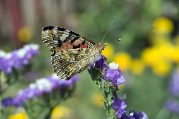 Mariposa Una Flor —  Fotos de Stock