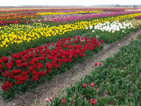 Krásné Tulipány Zahradě — Stock fotografie