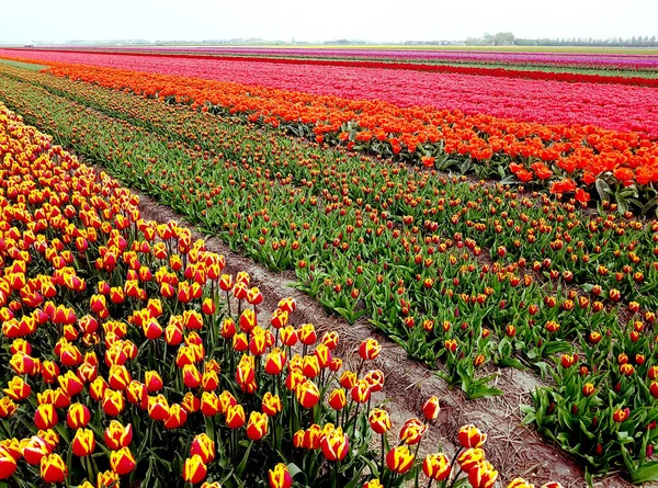 Bellissimi Tulipani Colorati Nel Campo — Foto Stock