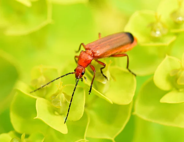 Vahşi Doğadaki Böceğin Makro Görünümü — Stok fotoğraf