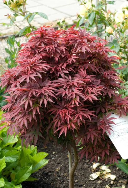 Roter Faecherahorn Acer Palmatum — Stok Foto