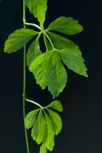 Зеленые Листья Растения Черном Фоне — стоковое фото