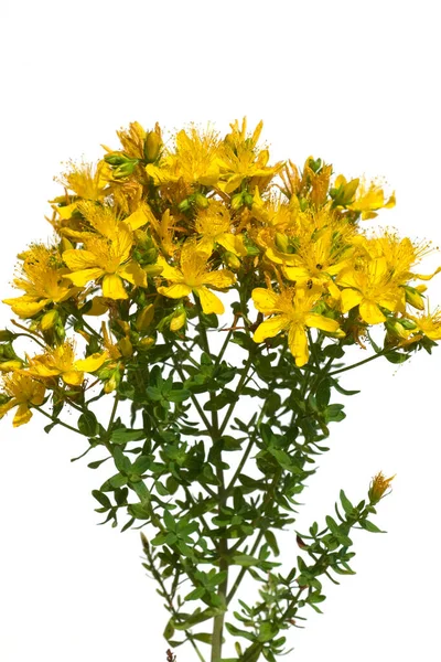 Johanniskraut Hypericum Perforatum Gelb — Stok Foto