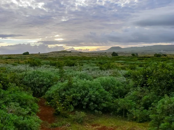 Natura Wyspy Wielkanocnej Krajobraz Roślinność Wybrzeże — Zdjęcie stockowe