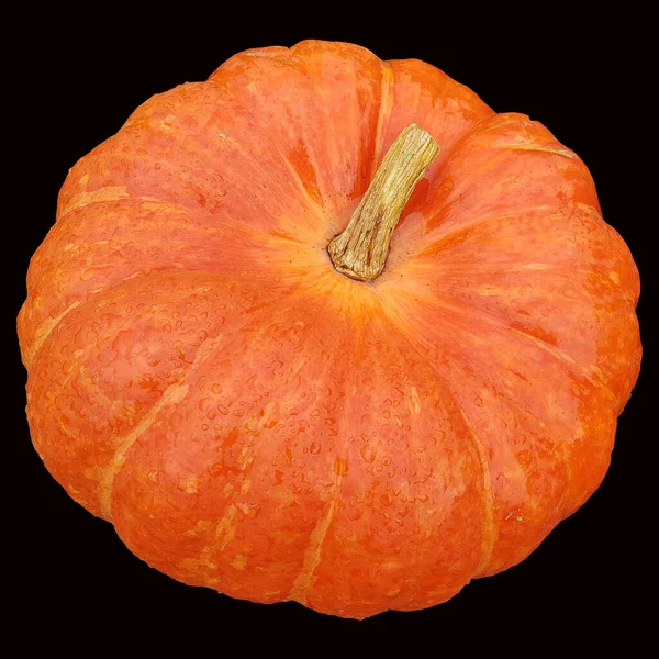 Rouge Vif Etampes Kuerbis Speisekuerbis Cucurbita Pepo — стокове фото