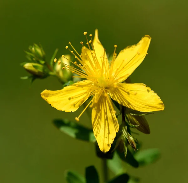 Johanniskraut Hypericum Perforatum Ist Eine Wichtige Heilpflanze Mit Gelben Blueten — Foto Stock
