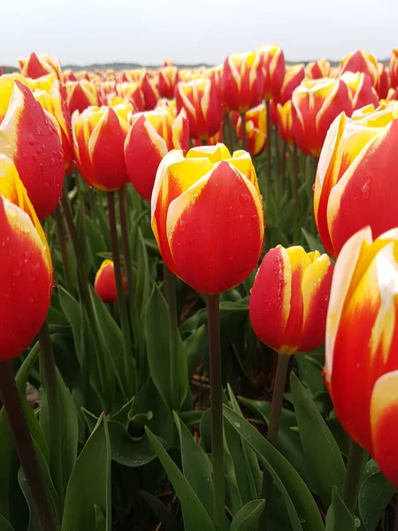 Krásné Tulipány Zahradě — Stock fotografie