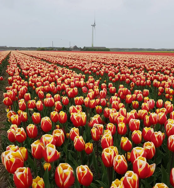 Tulpenveld Nederland — Stockfoto