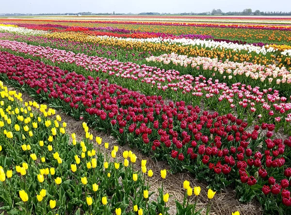 Piękne Kolorowe Tulipany Ogrodzie — Zdjęcie stockowe