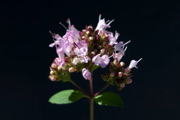 Schöne Blumen Garten — Stockfoto