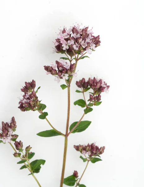 Dost Echter Origanum Vulgare — Fotografia de Stock