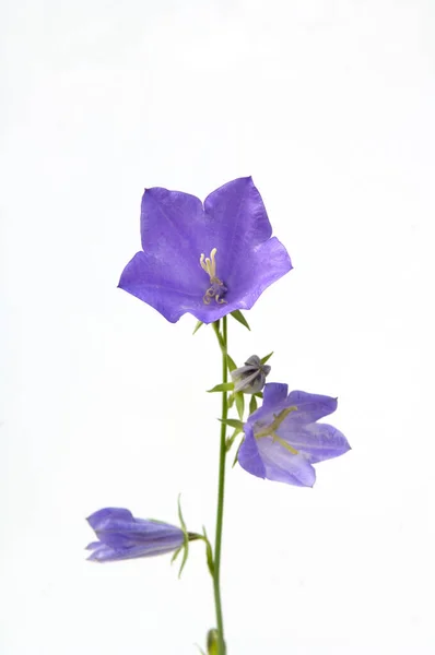 Vacker Lila Iris Blommor Vit Bakgrund — Stockfoto