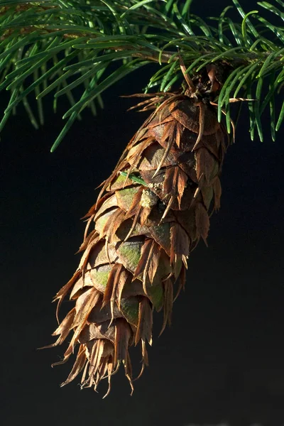 Douglasie Pseudotsuga Menziesii Zapfen Reifer — Stock Fotó