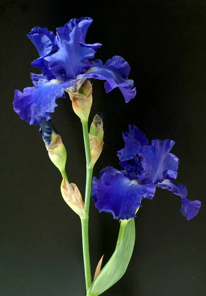 Schwertlilie Iris Barbata Elatior Blue Rhythm Hohe Bart Iris — Stock fotografie
