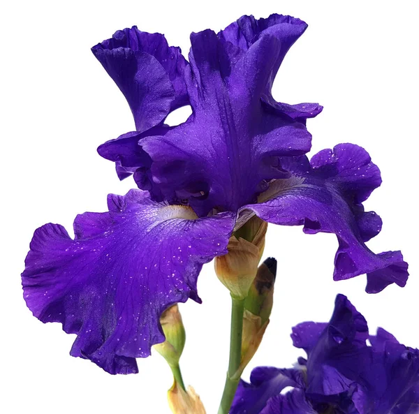 Schwertlilie Iris Barbata Elatior Blue Rhythm Hohe Bart Iris — Stock fotografie