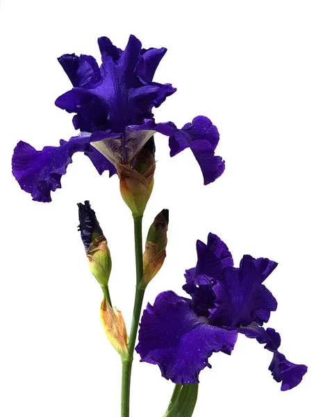 Schwertlilie Iris Barbata Elatior Blue Rhythm Hohe Bart Iris — Stock fotografie