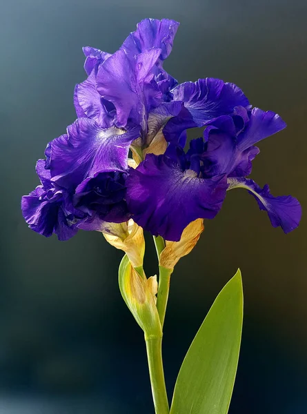 Schwertlilie Iris Barbata Elatior Blue Rhythm — Stock fotografie