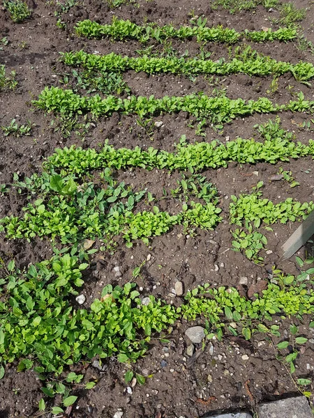 Saatreihen Saat Aussaat Aussaehen Gartenkresse Lepidium Sativum — Stockfoto