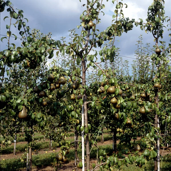 Спелые Яблоки Дереве Саду — стоковое фото