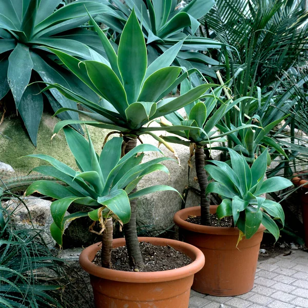 Green Plant Pot — Stock Photo, Image