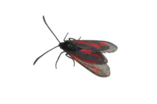 Veraenderliches Sechsfleck Widderchen Zygaena Filipendulae — Fotografia de Stock