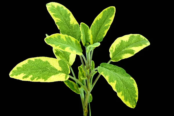 Salbei Salvia Officinalis Iceterina — Photo