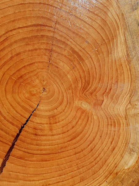 Textura Madera Antecedentes — Foto de Stock