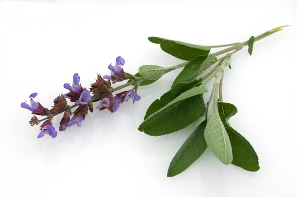 Fiori Viola Salvia Isolati Sfondo Bianco — Foto Stock