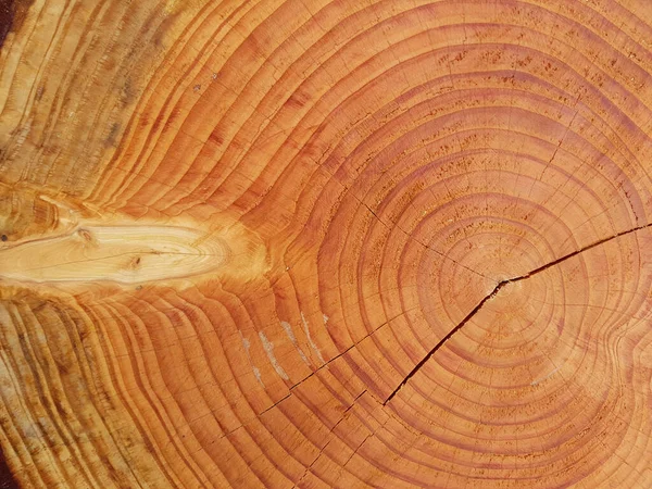 Tekstur Pohon Latar Belakang — Stok Foto