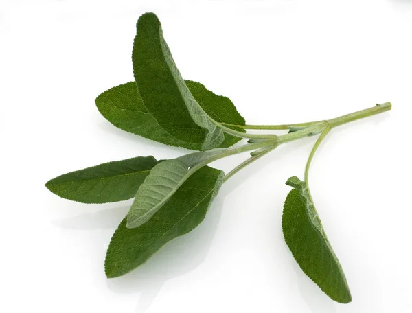 Salbei Salvia Officinalis Blaetter — Stockfoto