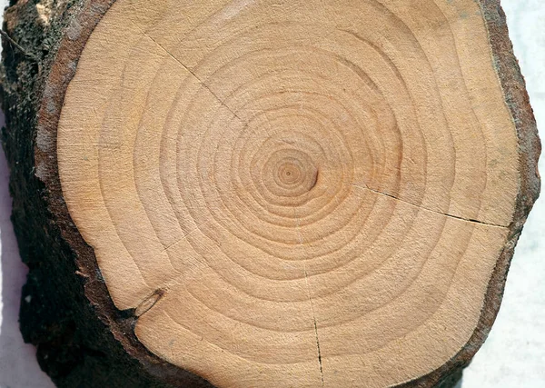Κόψτε Δέντρο Κορμό Υφή — Φωτογραφία Αρχείου