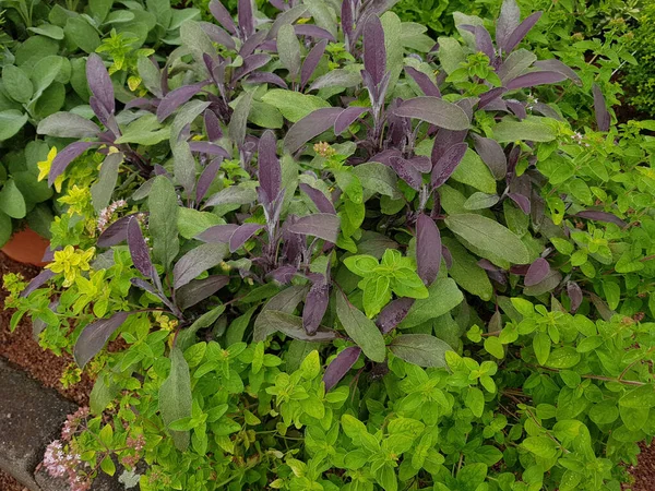 Salvia Purpurescens Salvia Officinalis Und Origanum Vulgare Озил Und Duzzle — стоковое фото
